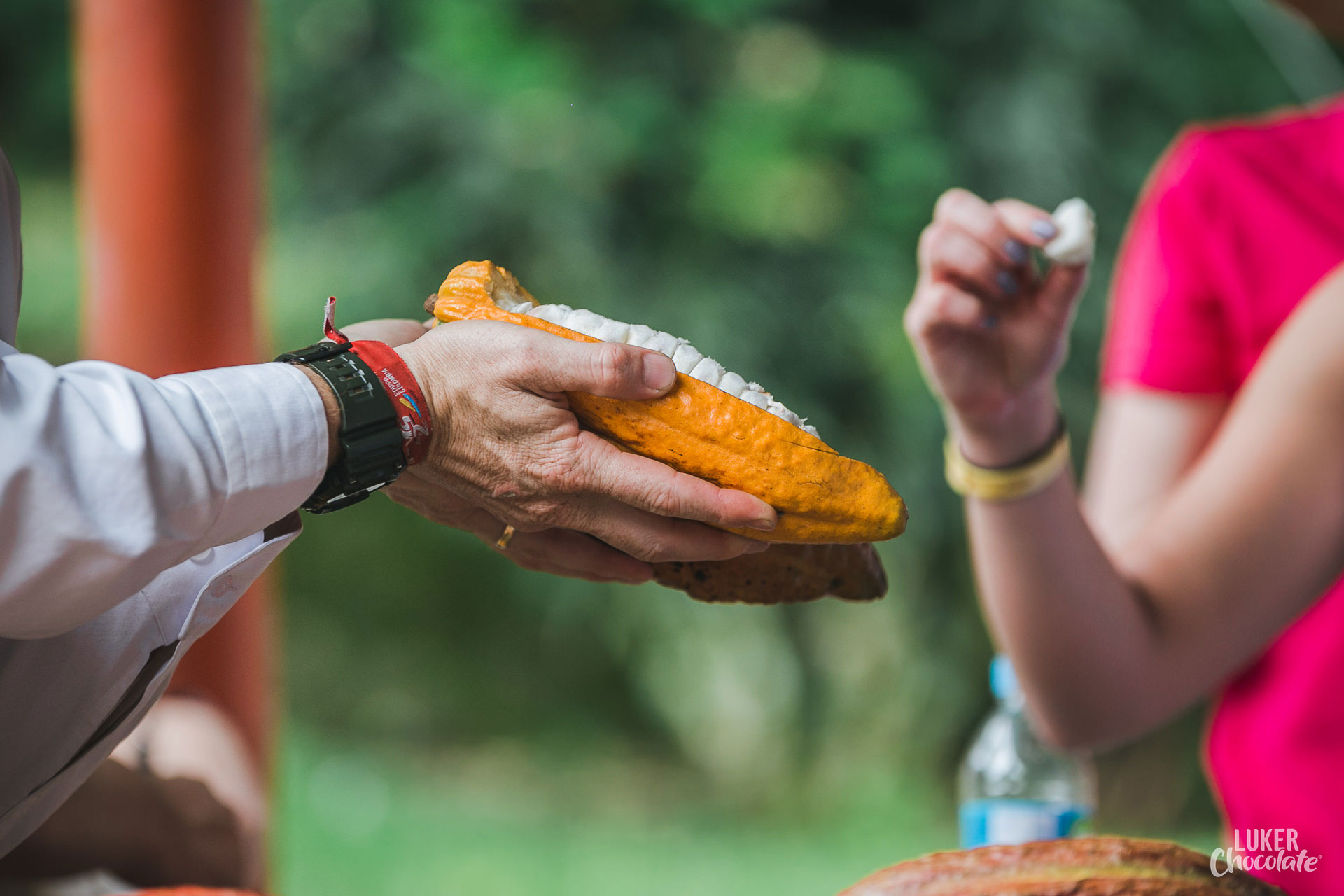 A man holding a cocoa pod