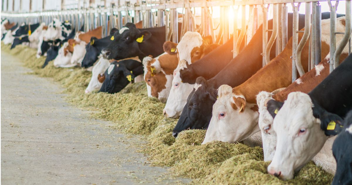 Dairy cows