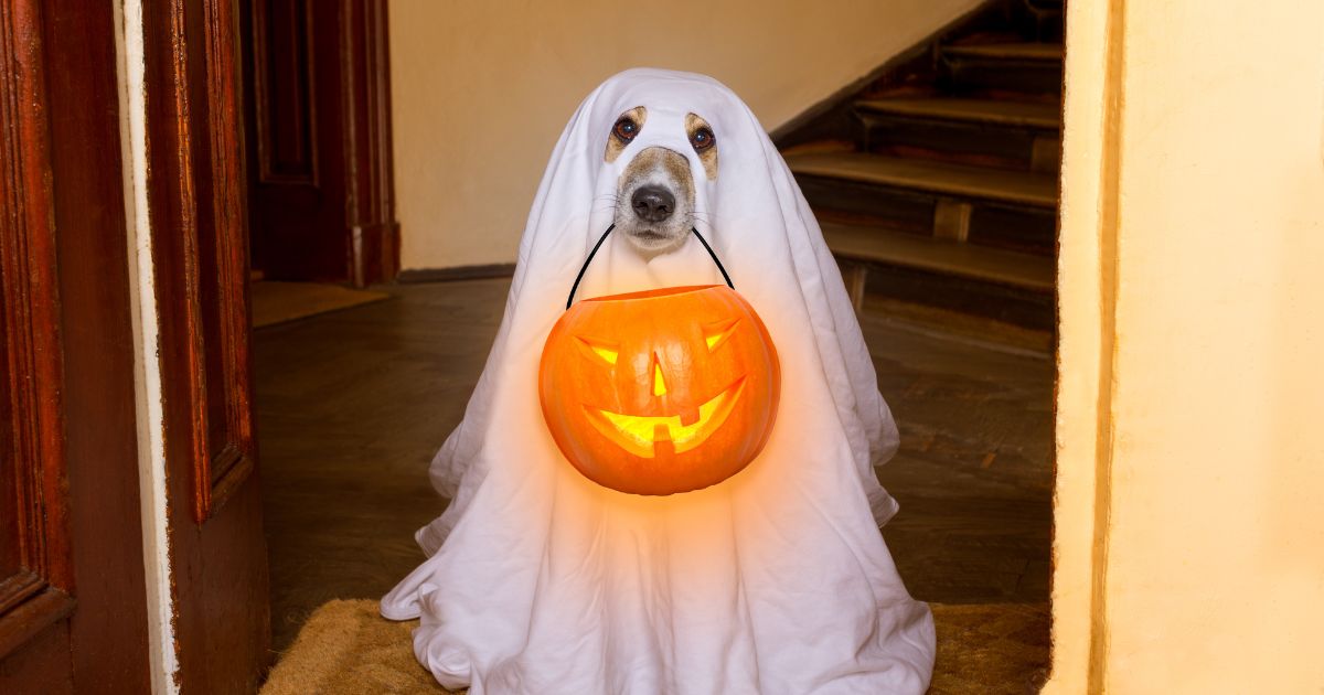 Halloween ghost dog